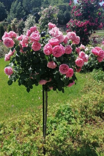 Троянда флорібунда Леонардо да Вінчі (рожева) ШТАМБ | Роза флорибунда Леонардо да Винчи (розовая) ШТАМБ | Rosa floribunda Leonardo da Vinci (pink) SHTAMB